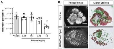 Besnoitia besnoiti tachyzoite replication in bovine primary endothelial cells relies on host Niemann–Pick type C protein 1 for cholesterol acquisition